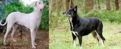 Rajapalayam vs Lapponian Herder - Breed Comparison