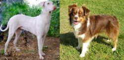 Rajapalayam vs Miniature Australian Shepherd - Breed Comparison
