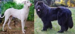 Rajapalayam vs Newfoundland Dog - Breed Comparison