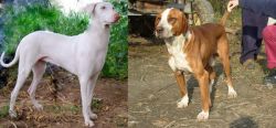 Rajapalayam vs Posavac Hound - Breed Comparison