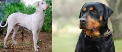 Rajapalayam vs Rottweiler - Breed Comparison