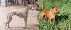 Rampur Greyhound vs Africanis - Breed Comparison
