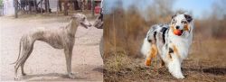 Rampur Greyhound vs Australian Shepherd - Breed Comparison