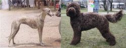 Rampur Greyhound vs Barbet - Breed Comparison