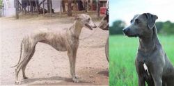 Rampur Greyhound vs Blue Lacy - Breed Comparison