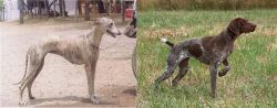 Rampur Greyhound vs Braque Francais - Breed Comparison