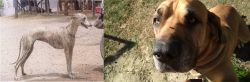 Rampur Greyhound vs Cabecudo Boiadeiro - Breed Comparison