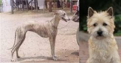 Rampur Greyhound vs Cairn Terrier - Breed Comparison