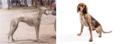 Rampur Greyhound vs Coonhound - Breed Comparison