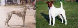 Rampur Greyhound vs Fox Terrier (Smooth) - Breed Comparison