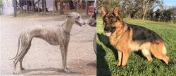 Rampur Greyhound vs German Shepherd - Breed Comparison