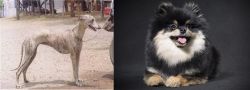Rampur Greyhound vs German Spitz (Klein) - Breed Comparison