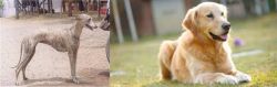 Rampur Greyhound vs Goldador - Breed Comparison