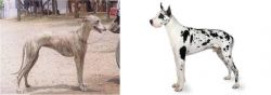 Rampur Greyhound vs Great Dane - Breed Comparison