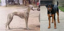 Rampur Greyhound vs Hungarian Hound - Breed Comparison