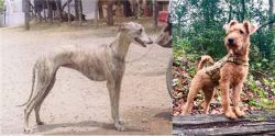 Rampur Greyhound vs Irish Terrier - Breed Comparison