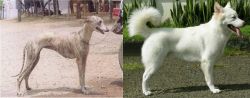 Rampur Greyhound vs Kintamani - Breed Comparison