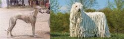 Rampur Greyhound vs Komondor - Breed Comparison
