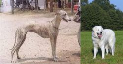 Rampur Greyhound vs Kuvasz - Breed Comparison