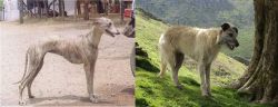 Rampur Greyhound vs Lurcher - Breed Comparison