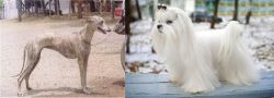 Rampur Greyhound vs Maltese - Breed Comparison