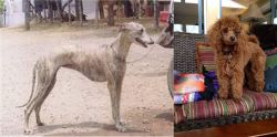 Rampur Greyhound vs Miniature Poodle - Breed Comparison