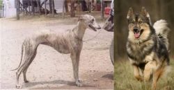 Rampur Greyhound vs Native American Indian Dog - Breed Comparison
