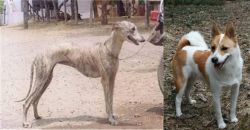 Rampur Greyhound vs Norrbottenspets - Breed Comparison