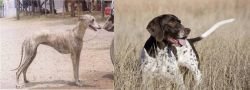 Rampur Greyhound vs Old Danish Pointer - Breed Comparison