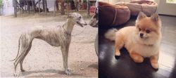 Rampur Greyhound vs Pomeranian - Breed Comparison