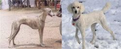 Rampur Greyhound vs Poodle - Breed Comparison