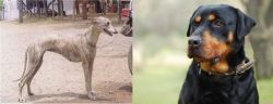 Rampur Greyhound vs Rottweiler - Breed Comparison