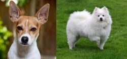 Rat Terrier vs American Eskimo Dog - Breed Comparison