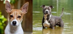 Rat Terrier vs American Staffordshire Terrier - Breed Comparison