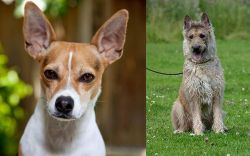 Rat Terrier vs Belgian Shepherd Dog (Laekenois) - Breed Comparison