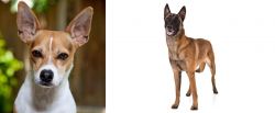 Rat Terrier vs Belgian Shepherd Dog (Malinois) - Breed Comparison