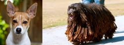 Rat Terrier vs Bergamasco - Breed Comparison