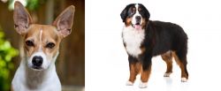Rat Terrier vs Bernese Mountain Dog - Breed Comparison
