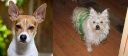 Rat Terrier vs Cairland Terrier - Breed Comparison