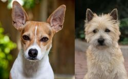 Rat Terrier vs Cairn Terrier - Breed Comparison