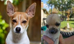 Rat Terrier vs Chihuahua - Breed Comparison