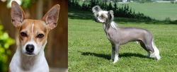 Rat Terrier vs Chinese Crested Dog - Breed Comparison