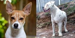 Rat Terrier vs Dogo Guatemalteco - Breed Comparison