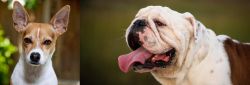Rat Terrier vs English Bulldog - Breed Comparison