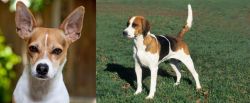 Rat Terrier vs English Foxhound - Breed Comparison