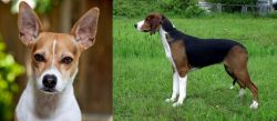 Rat Terrier vs Finnish Hound - Breed Comparison