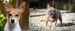 Rat Terrier vs French Bulldog - Breed Comparison