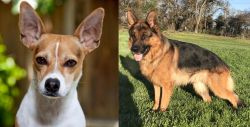 Rat Terrier vs German Shepherd - Breed Comparison