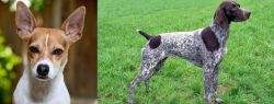 Rat Terrier vs German Shorthaired Pointer - Breed Comparison