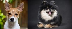 Rat Terrier vs German Spitz (Klein) - Breed Comparison